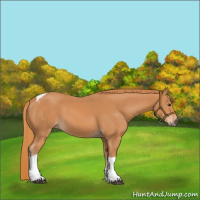 Horse Color:Chestnut Tobiano 