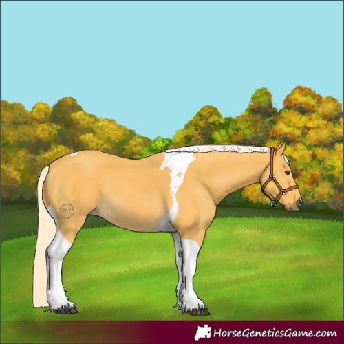 Horse Color:Palomino Tobiano 