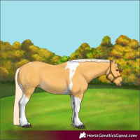 Horse Color:Palomino Tobiano 