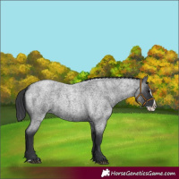 Horse Color:Blue Roan Splash 