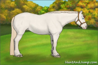 Horse Color:Smoky Creme Roan Dun 