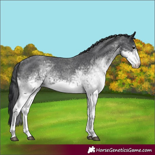Horse Color:White Spotted Blue Roan 