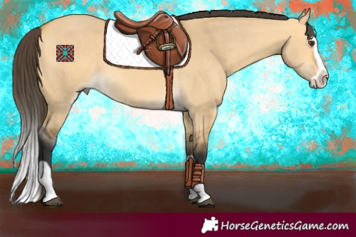 Horse Color:Buckskin Dun Splash 