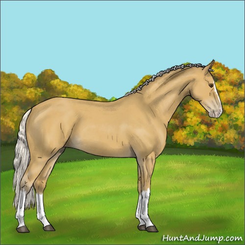 Horse Color:Silver Buckskin Roan Splash 