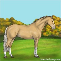 Horse Color:Silver Buckskin Roan Splash 