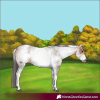 Horse Color:White Spotted Bay Roan Frame 