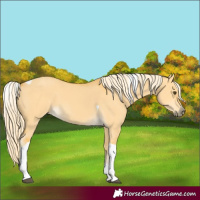 Horse Color:Palomino Dun Tobiano 