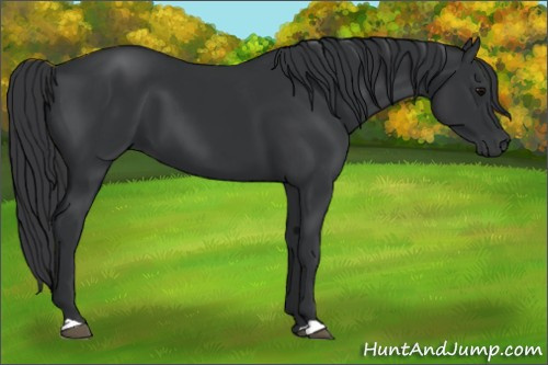 Horse Color:Black 