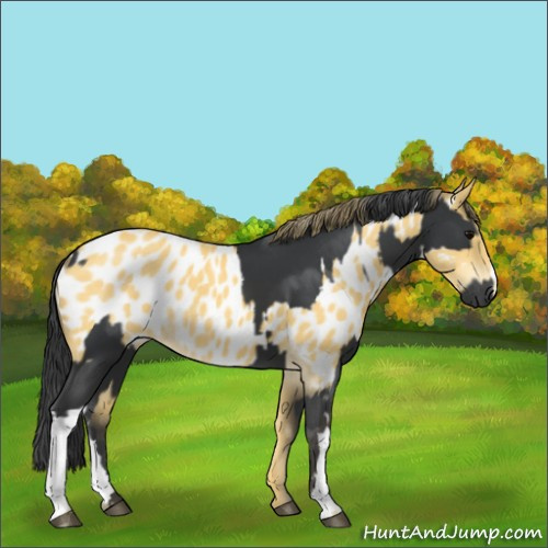 Horse Color:Black  and Buckskin Appaloosa 