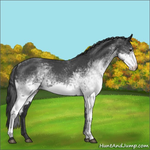 Horse Color:White Spotted Blue Roan
