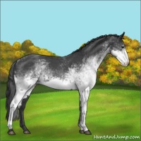 Horse Color:White Spotted Blue Roan 