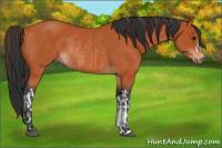 Horse Color:Bay and Bay Rabicano