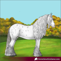 Horse Color:Black Appaloosa Rabicano 