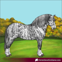 Horse Color:Black  and Gray Black 
