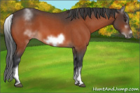 Horse Color:White Spotted Brown Roan Frame