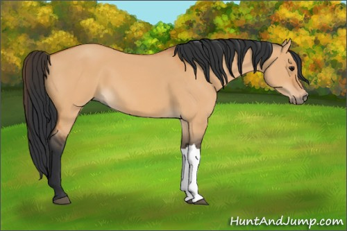 Horse Color:Bay Dun