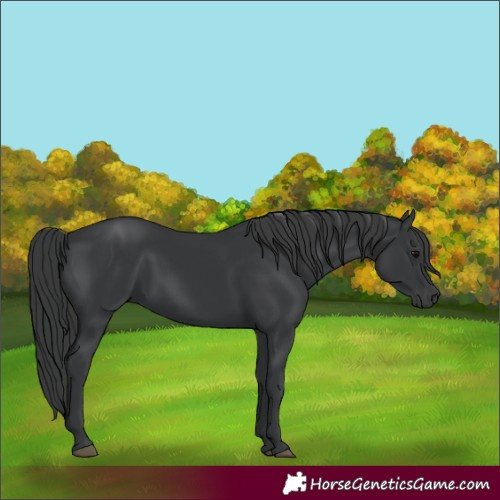 Horse Color:Black 