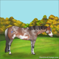 Horse Color:White Spotted Bay Roan Frame 