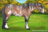 Horse Color:Unknown 