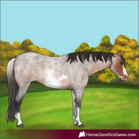 Horse Color:White Spotted Bay Roan Frame
