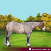 Horse Color:White Spotted Brown Roan Frame