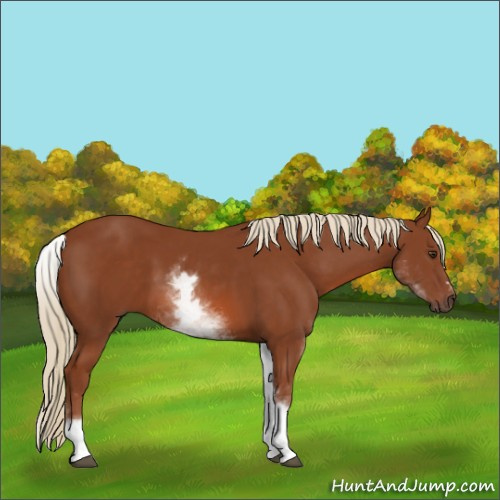 Horse Color:White Spotted Chestnut Sabino 