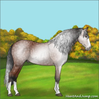 Horse Color:Gray Bay Splash 