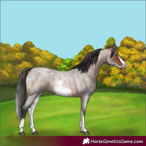 Horse Color:White Spotted Brown Roan Frame 