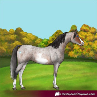 Horse Color:White Spotted Brown Roan Frame 