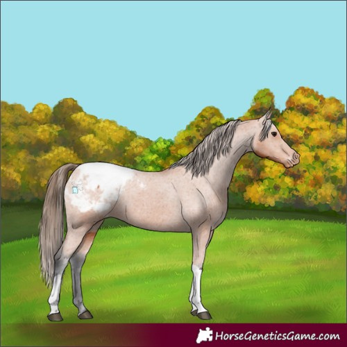 Horse Color:Bay Tobiano Appaloosa 