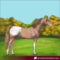 Horse Color:Chestnut Tobiano Appaloosa 