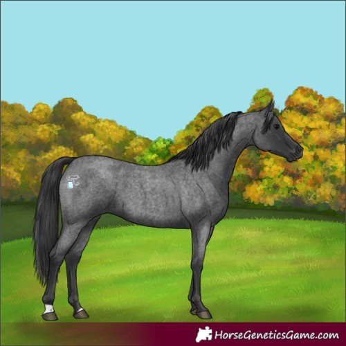 Horse Color:Blue Roan 