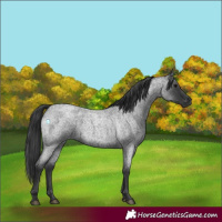 Horse Color:Blue Roan 
