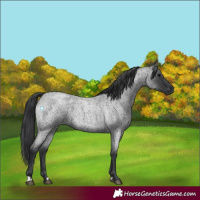 Horse Color:Blue Roan 