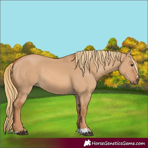 Horse Color:Red Dun 