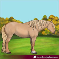 Horse Color:Red Dun 