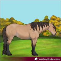 Horse Color:Bay Dun 
