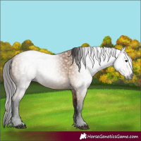 Horse Color:Gray Bay Dun 