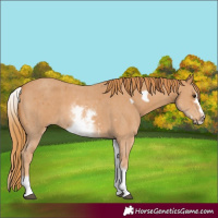 Horse Color:White Spotted Chestnut Sabino Frame 