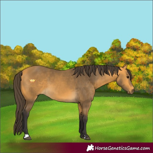 Horse Color:Buckskin 