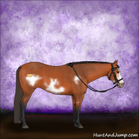 Horse Color:Bay Frame