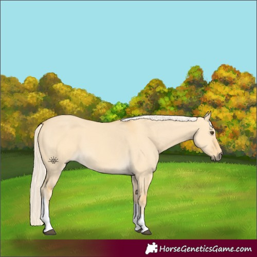 Horse Color:Palomino Dun Tobiano