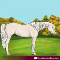 Horse Color:Cremello 