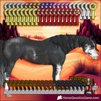 Horse Color:Black Sabino and Brown Sabino