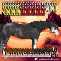 Horse Color:Black Sabino  and Brown Sabino 