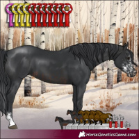 Horse Color:Brown Sabino  and Black Sabino 