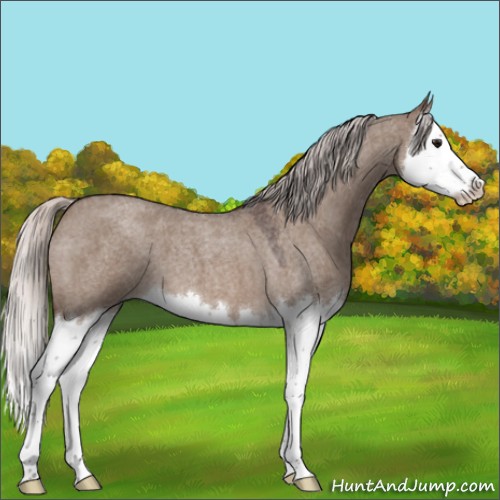 Horse Color:Silver Brown Roan Dun Splash 