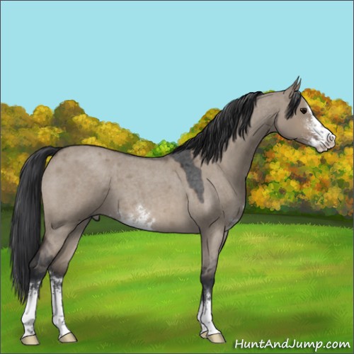 Horse Color:Brown Roan Dun Sabino 