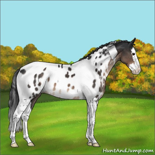 Horse Color:Brown Splash Tobiano Appaloosa 
