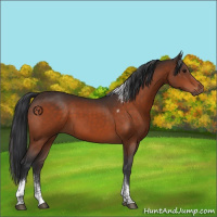 Horse Color:Bay Tobiano 